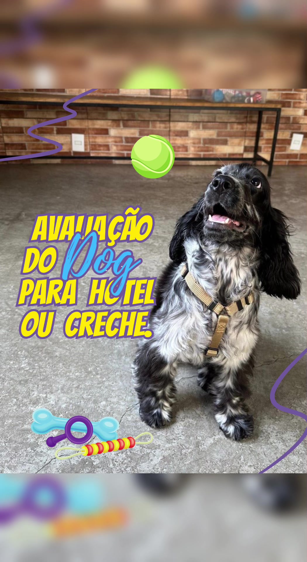 @Vila Dog | Daycare | Hotel Pet