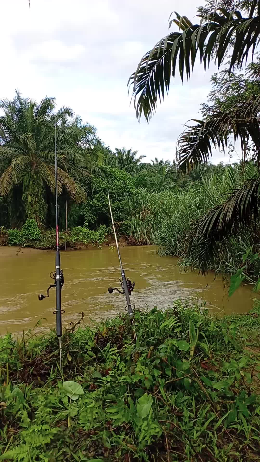 @Toman_Rimba_ll
