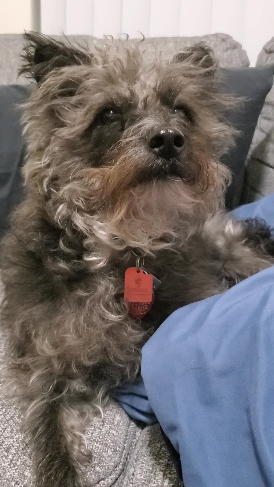 @Toto the Mutt