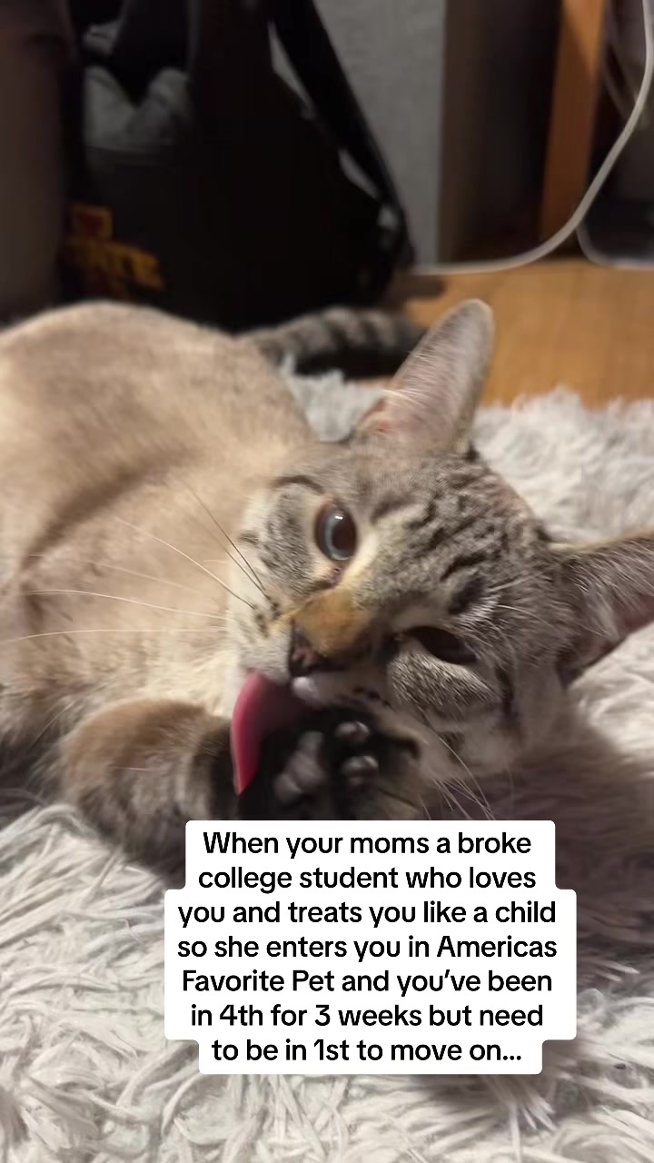 @willowthecollegecat