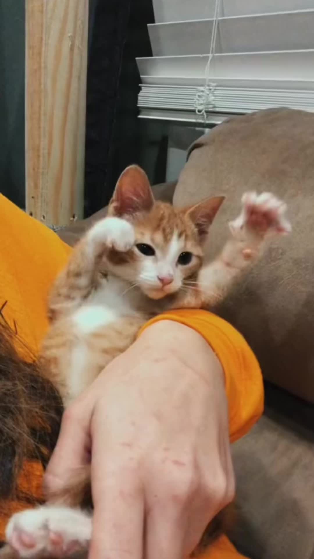 @KittenMitten
