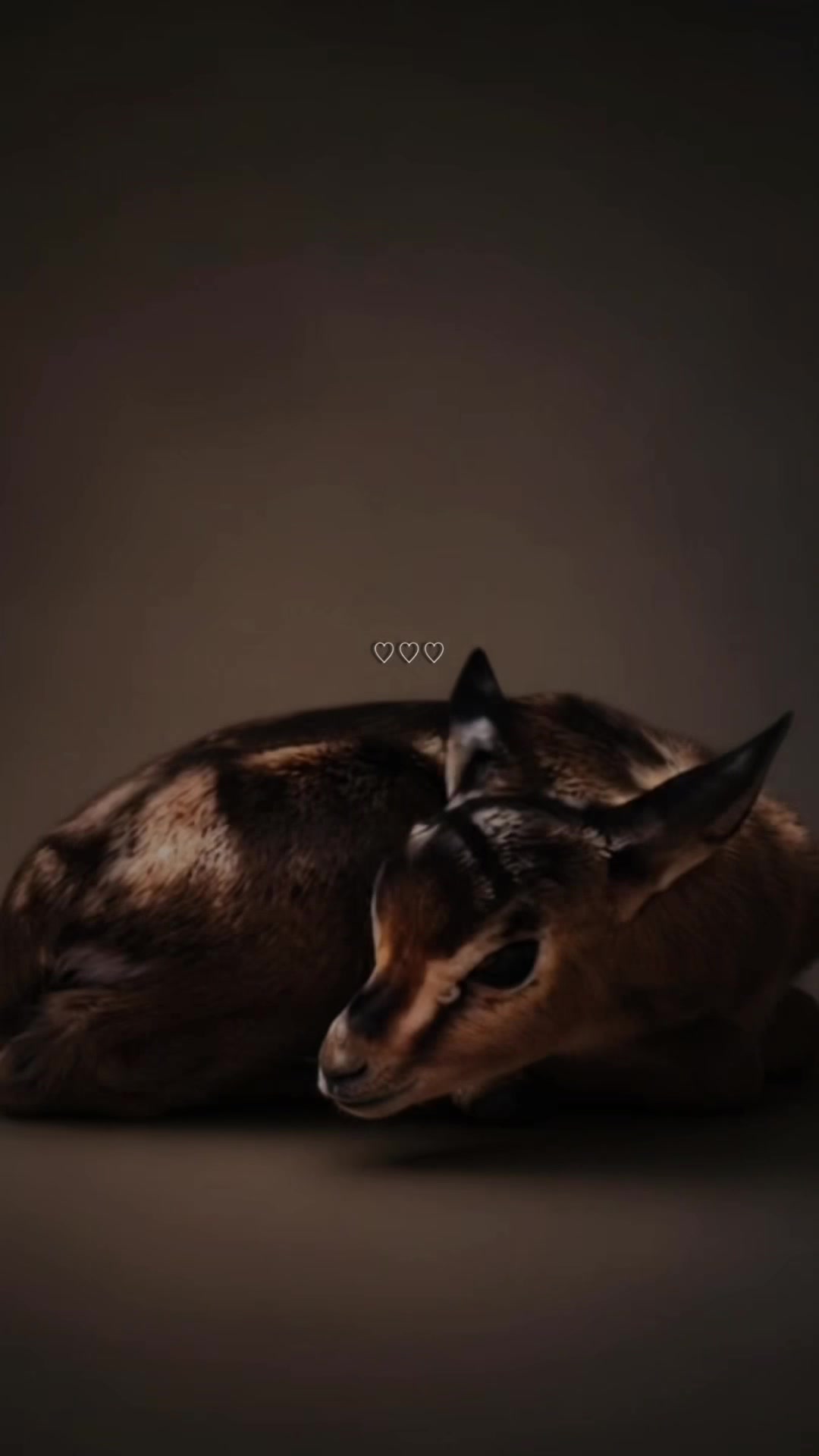 @﮼غزال🦌
