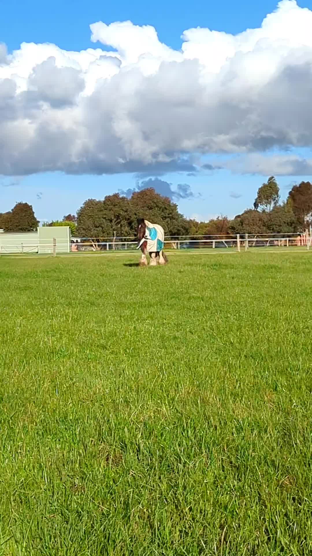 @Faraway Gypsy Horse Stud