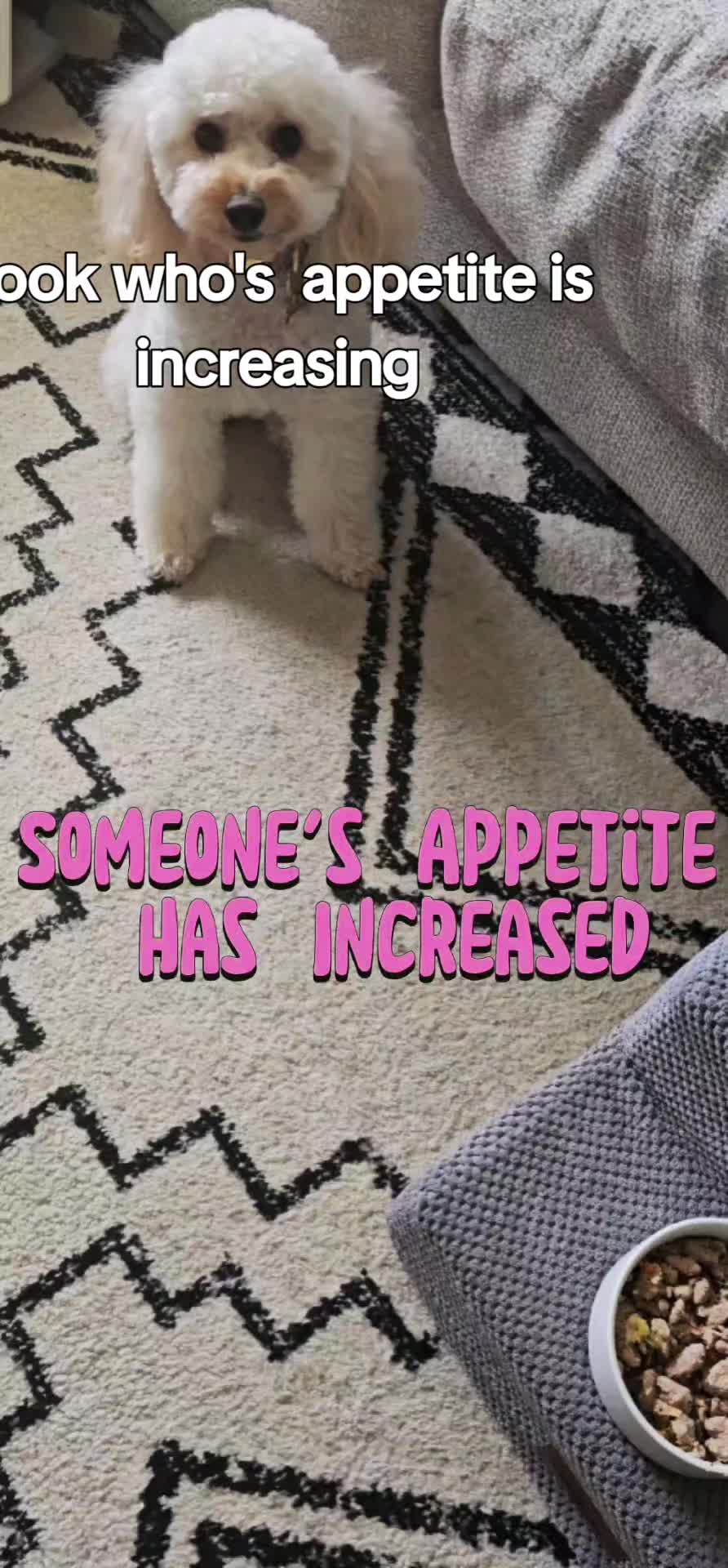 @Summer Rose The Poodle