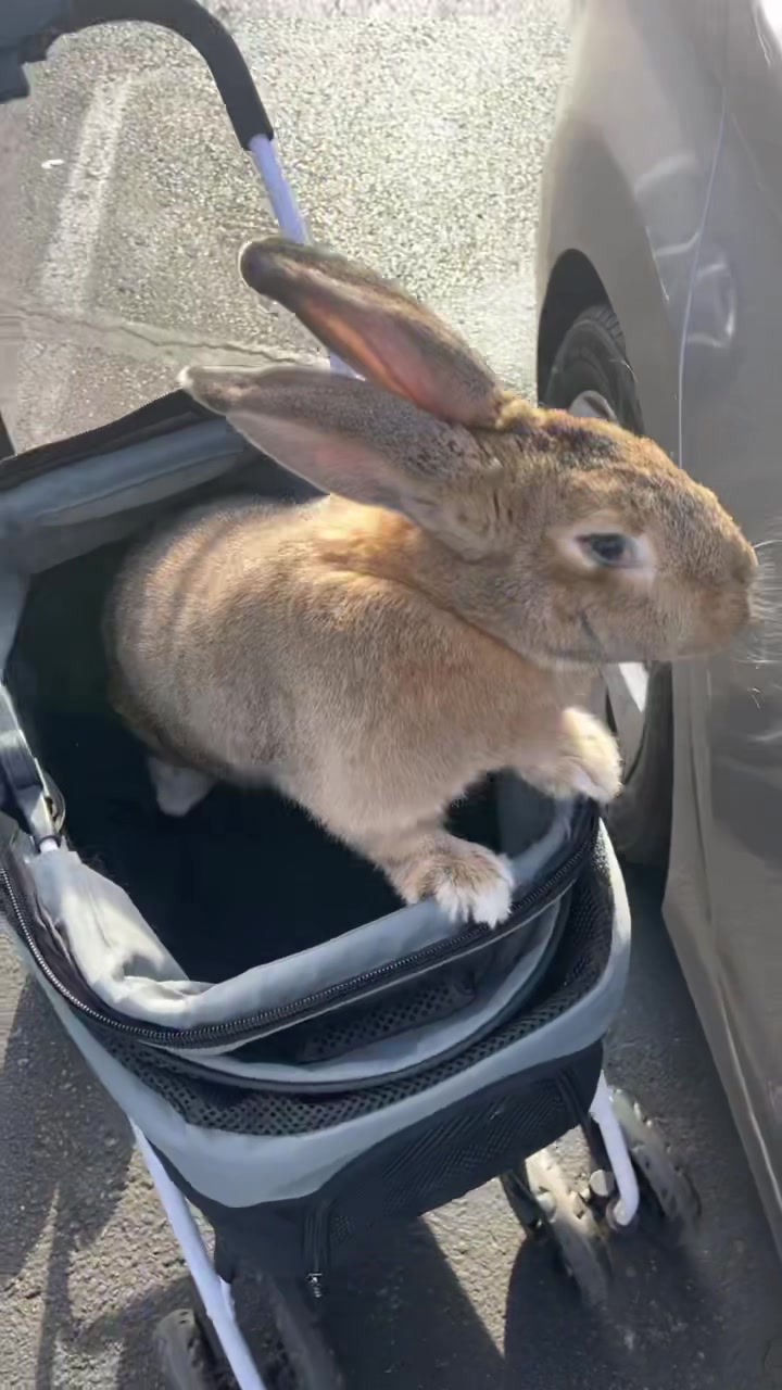 @🐰 Rex Rabbit Rex 🐰