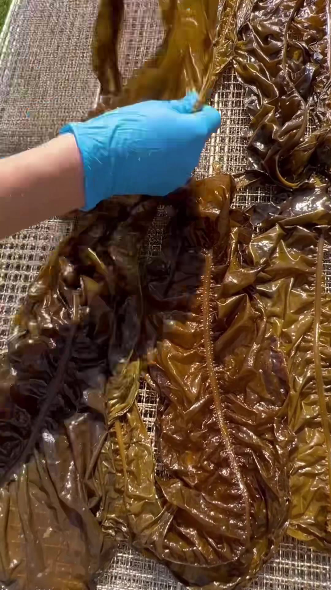 @Daybreak Seaweed