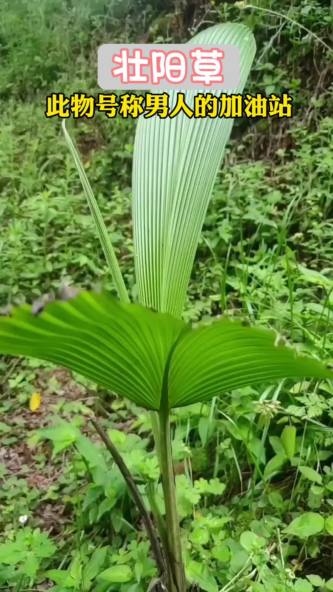 @laotang中医世家