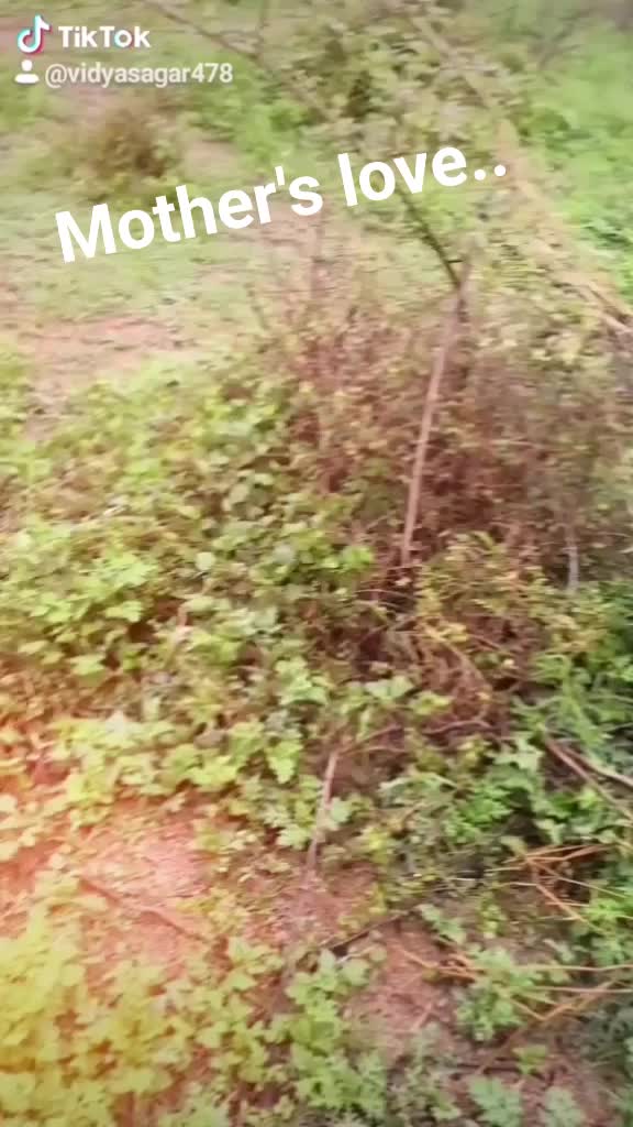 @vidya sagar