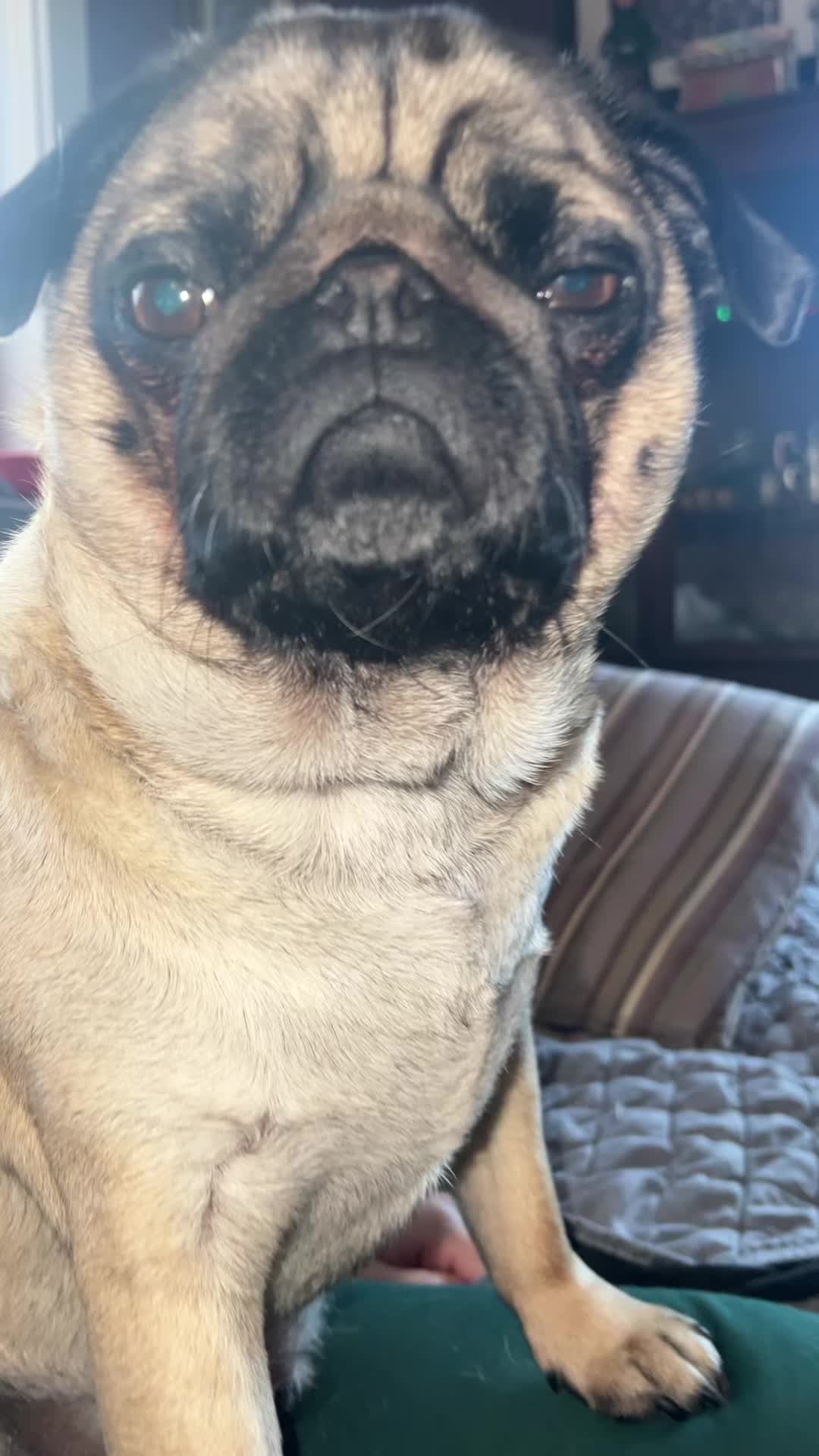 @The real Dave the pug🐶