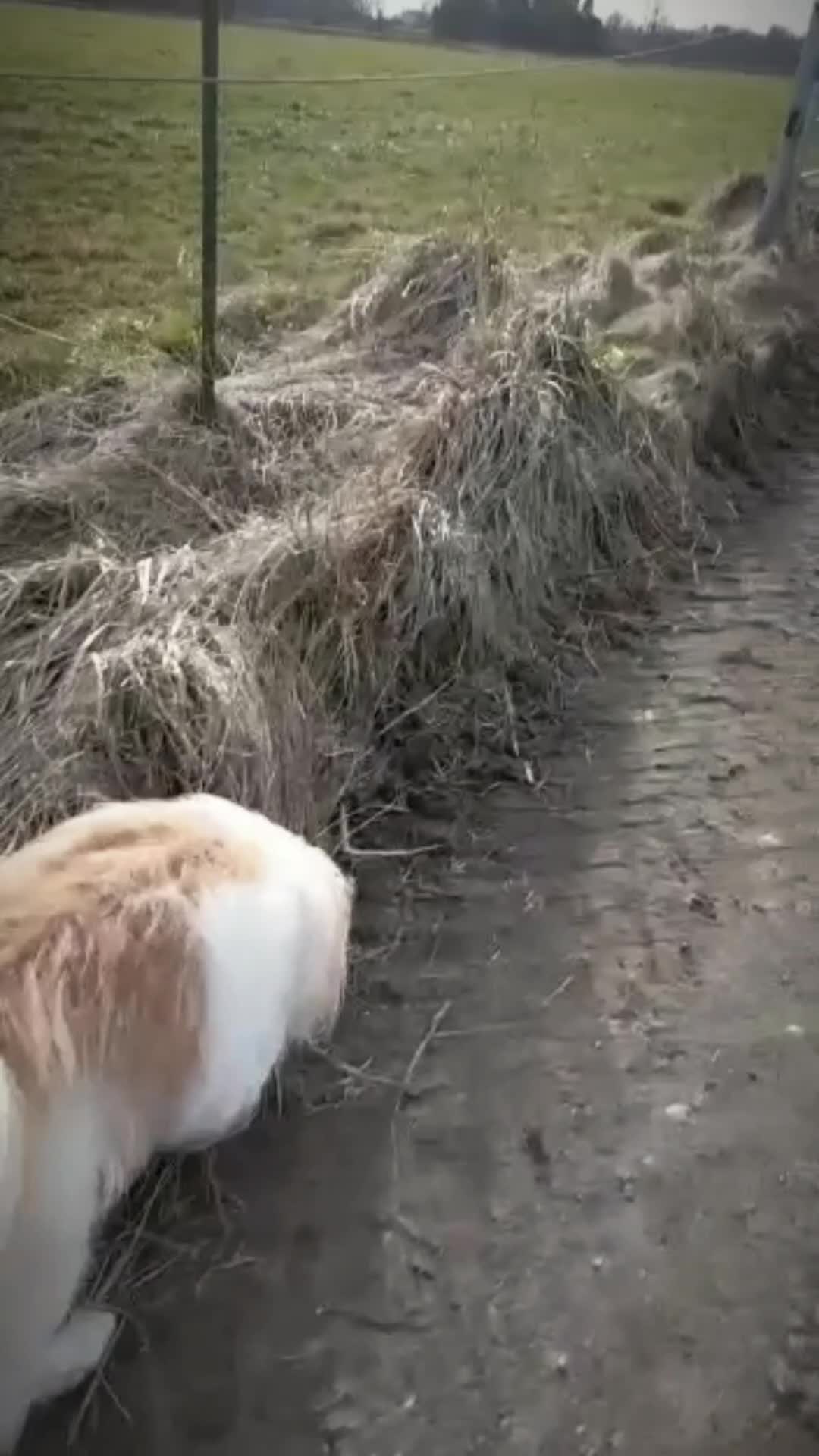@Levi_Löwenherz