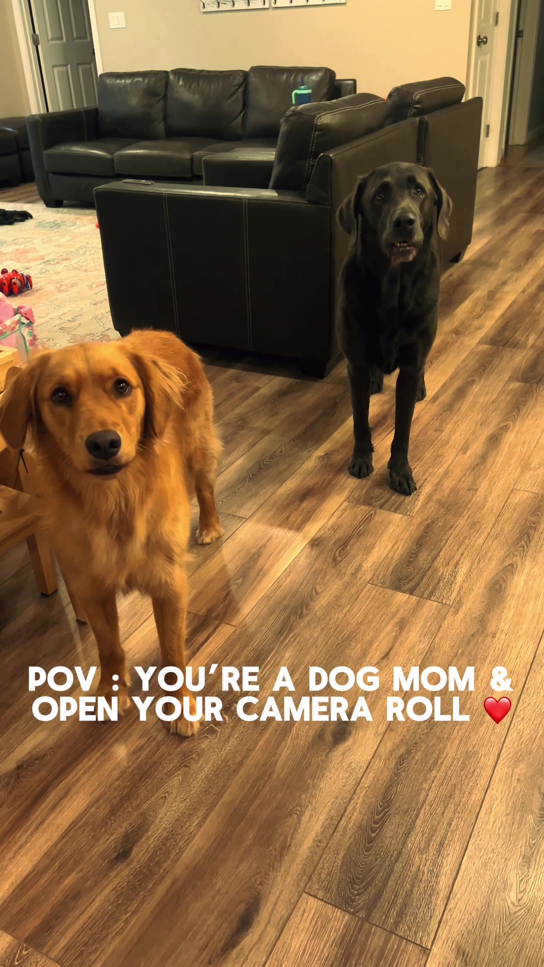 @Adventures of Gunner & Cookie