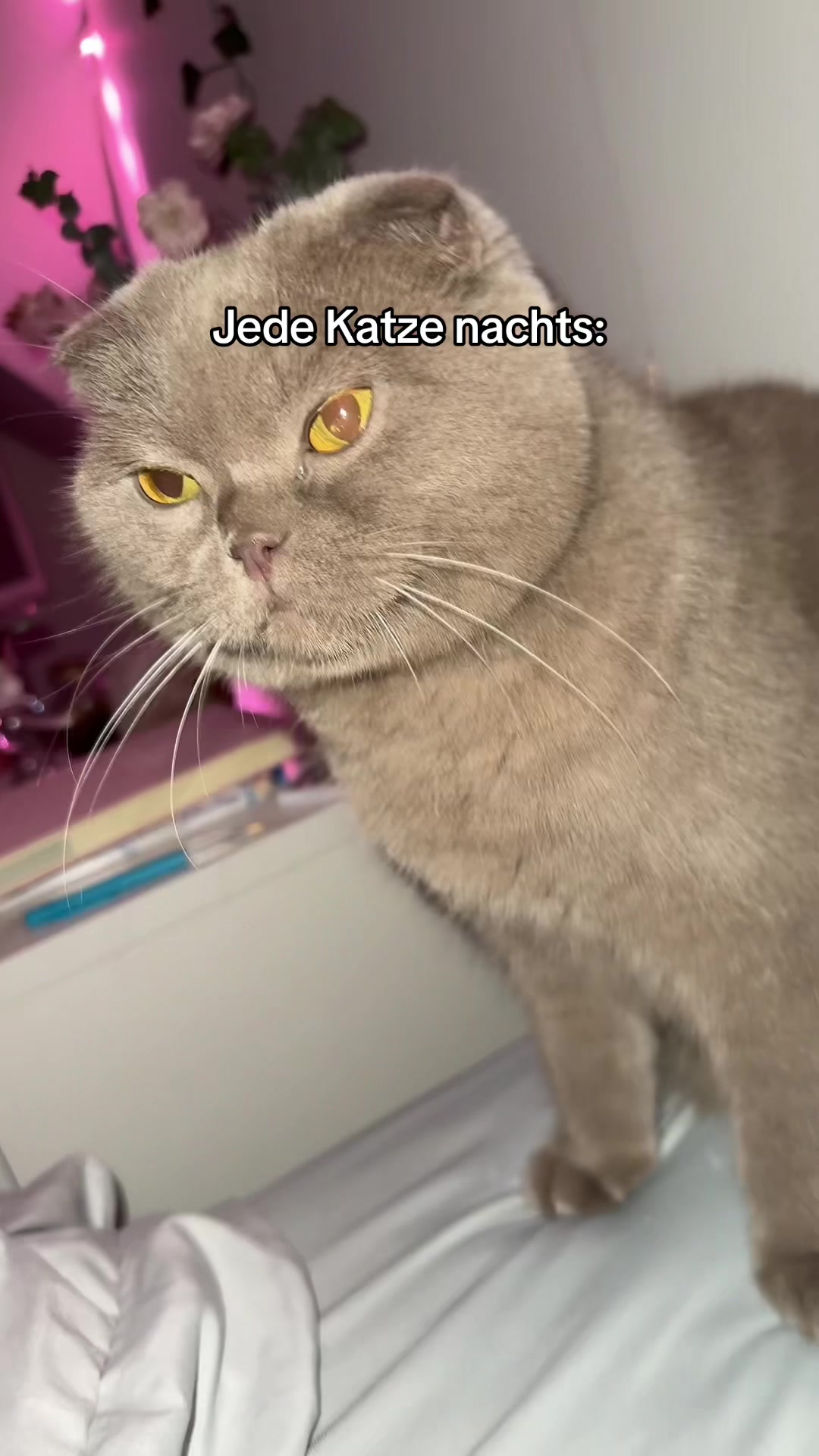 @☆ ɳαɳƈყ ☆