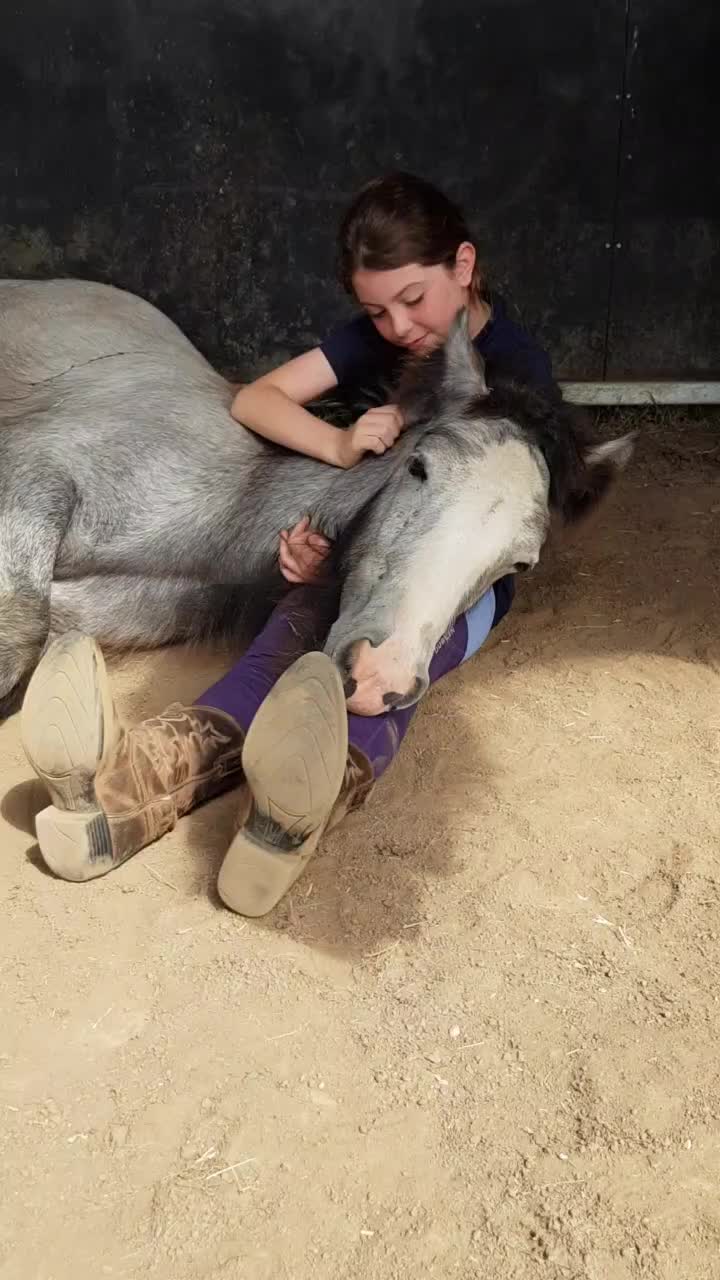 @Faraway Gypsy Horse Stud