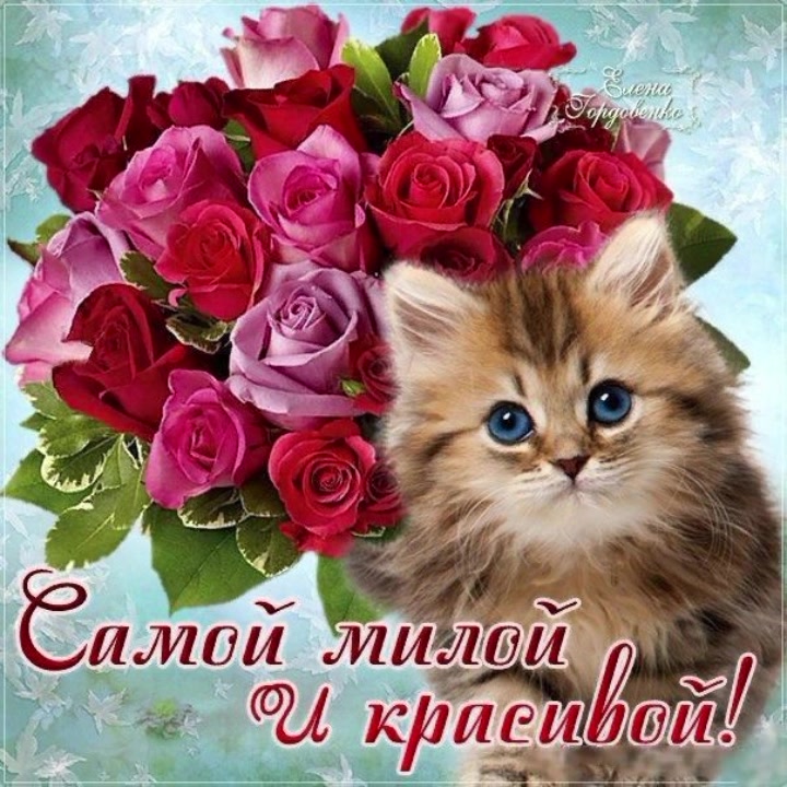 @котики на каждый день