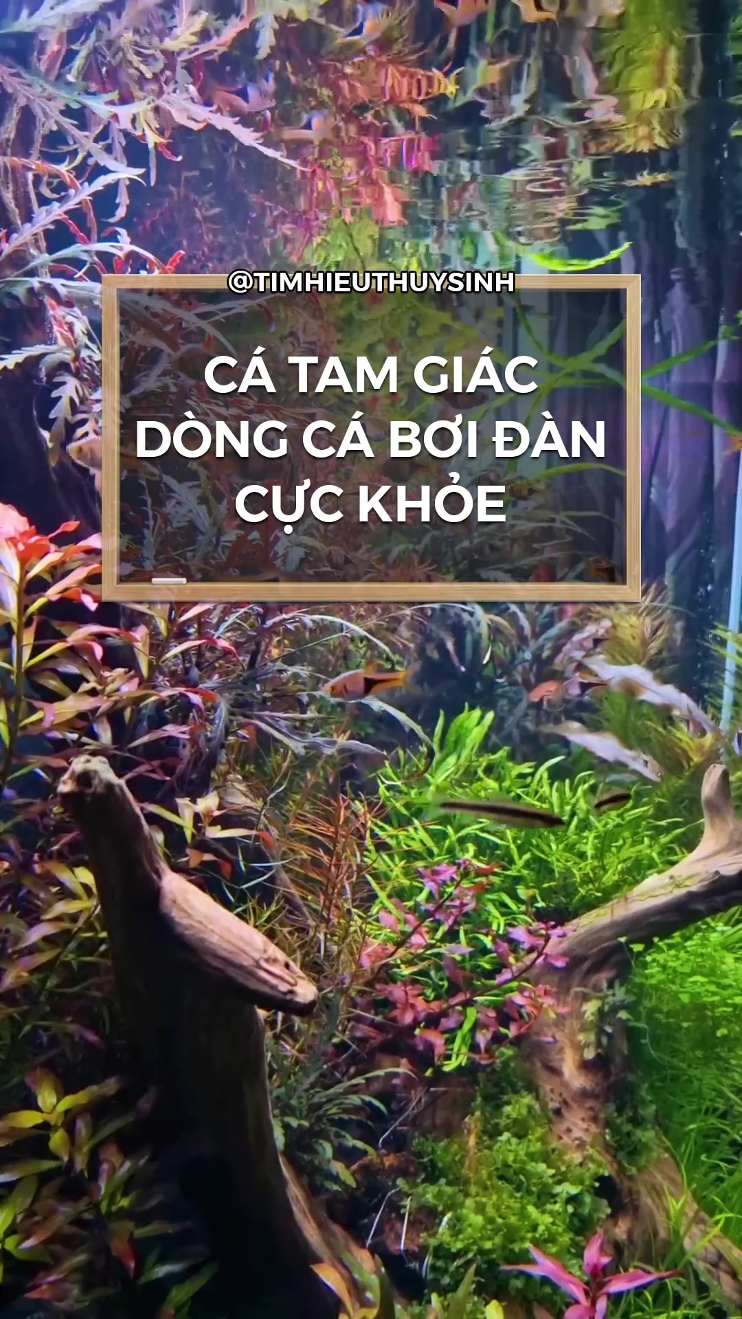 @Tìm Hiểu Thủy Sinh