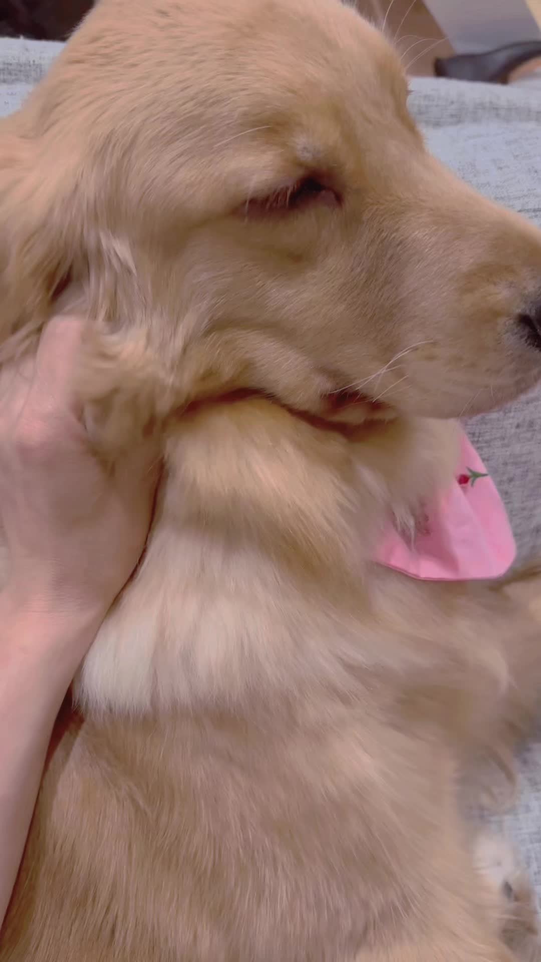 @ACIKA🇯🇵🇲🇨MOMO🍑🐶