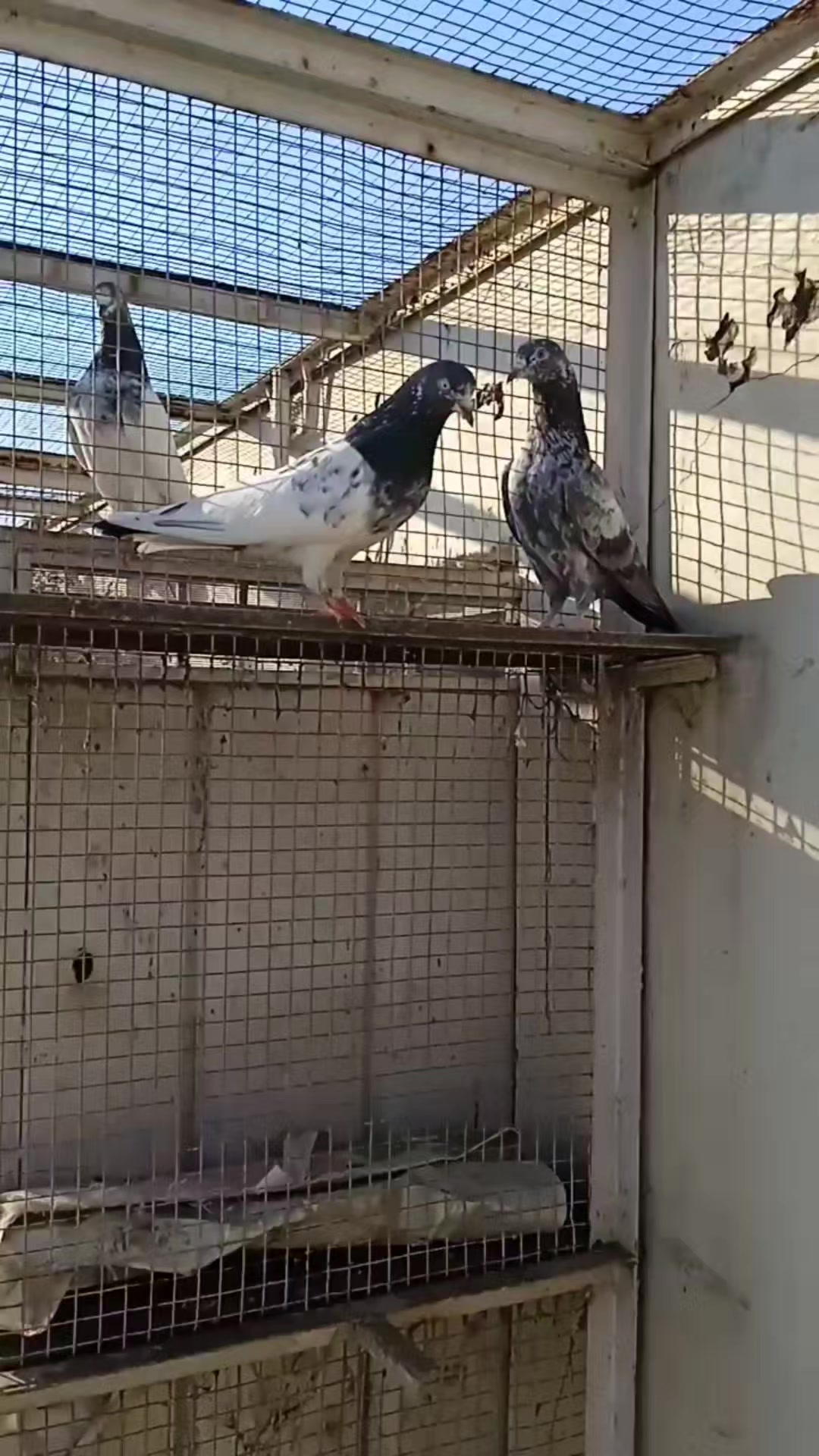 @🕊️PEGON🕊️
