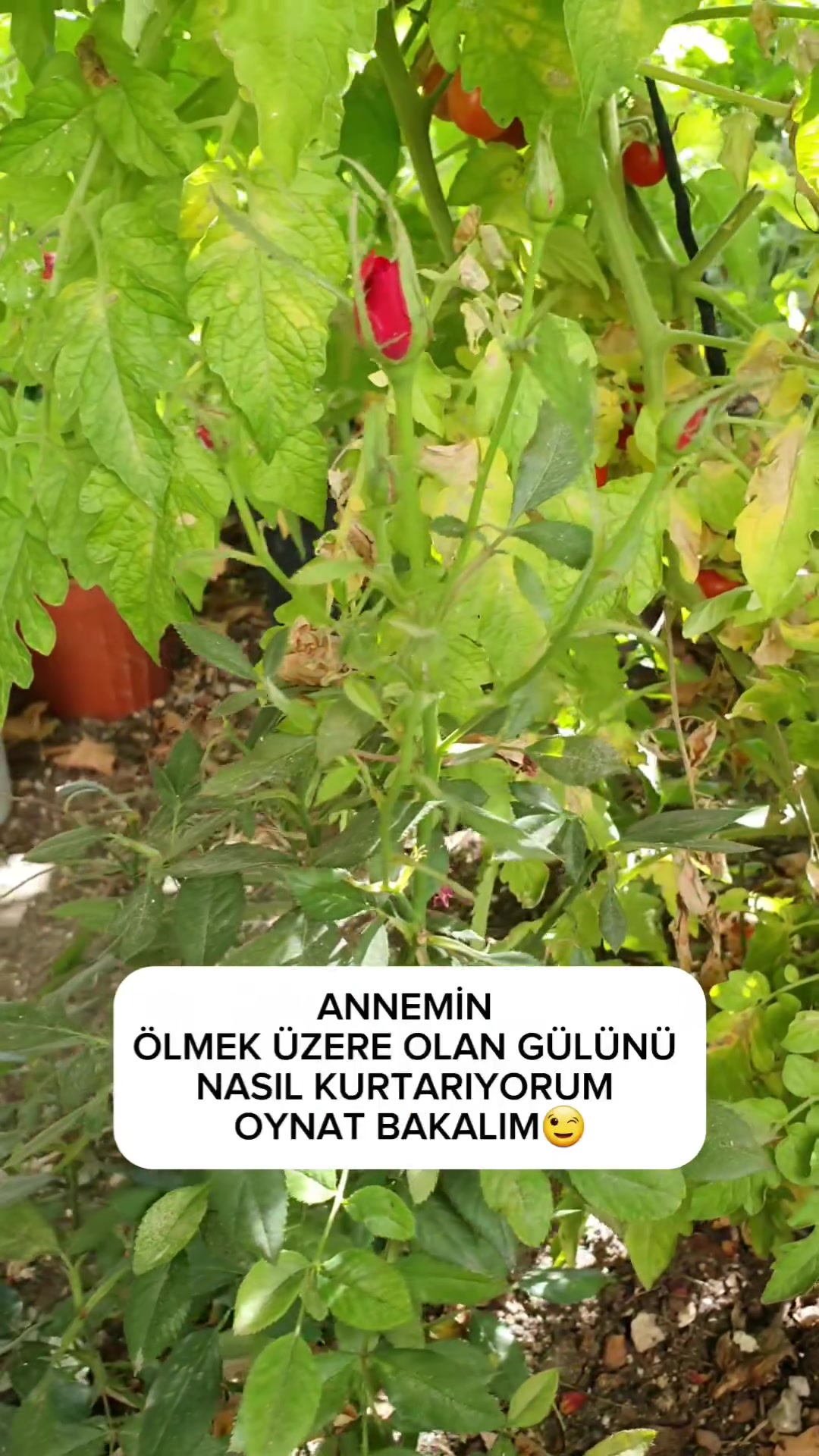 @St. Yasemin Sarıkaya