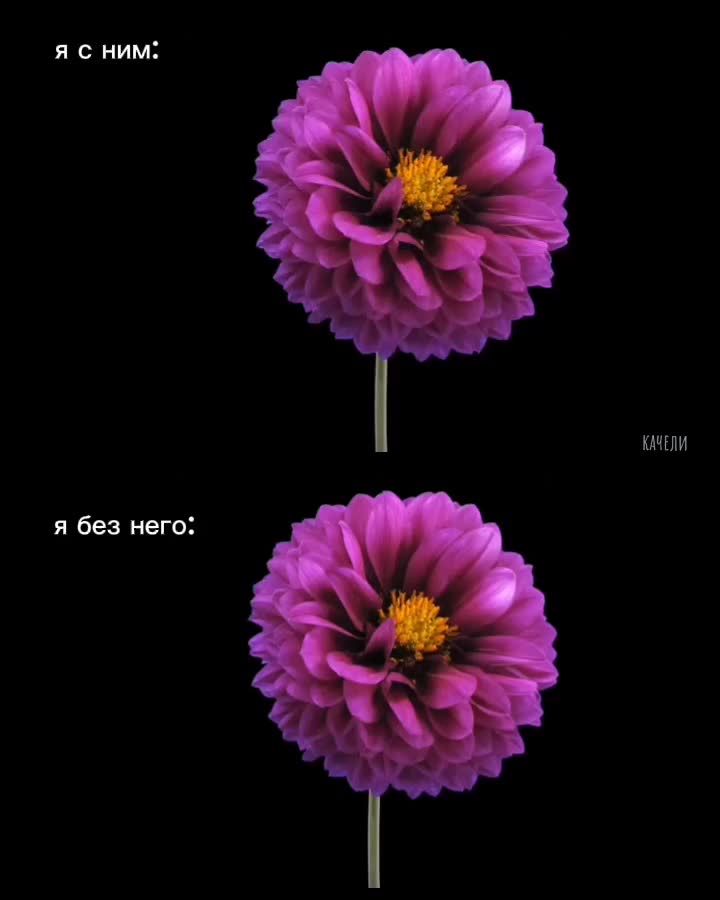 @мяу мяу𖾕𖾝꙼ᩚ𛲕𖾟