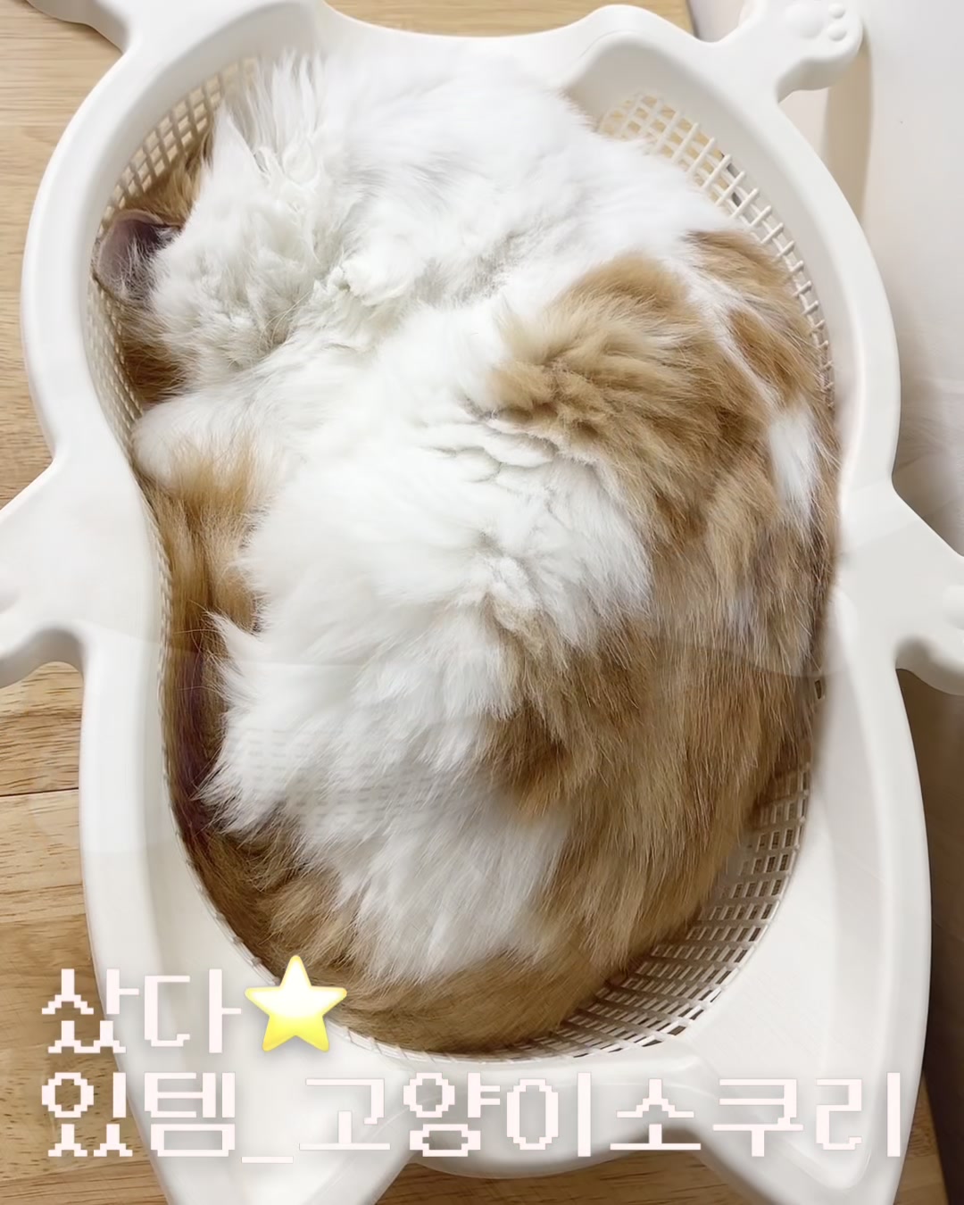 @4냥인생 Hunt 4 Life