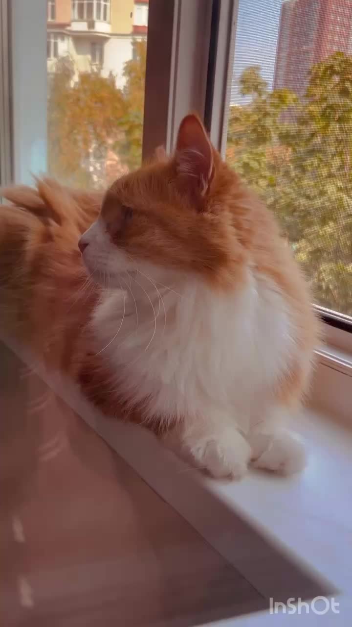 @firecat999