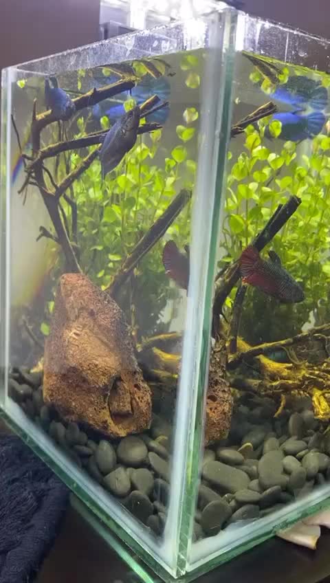 @goldenaquahub