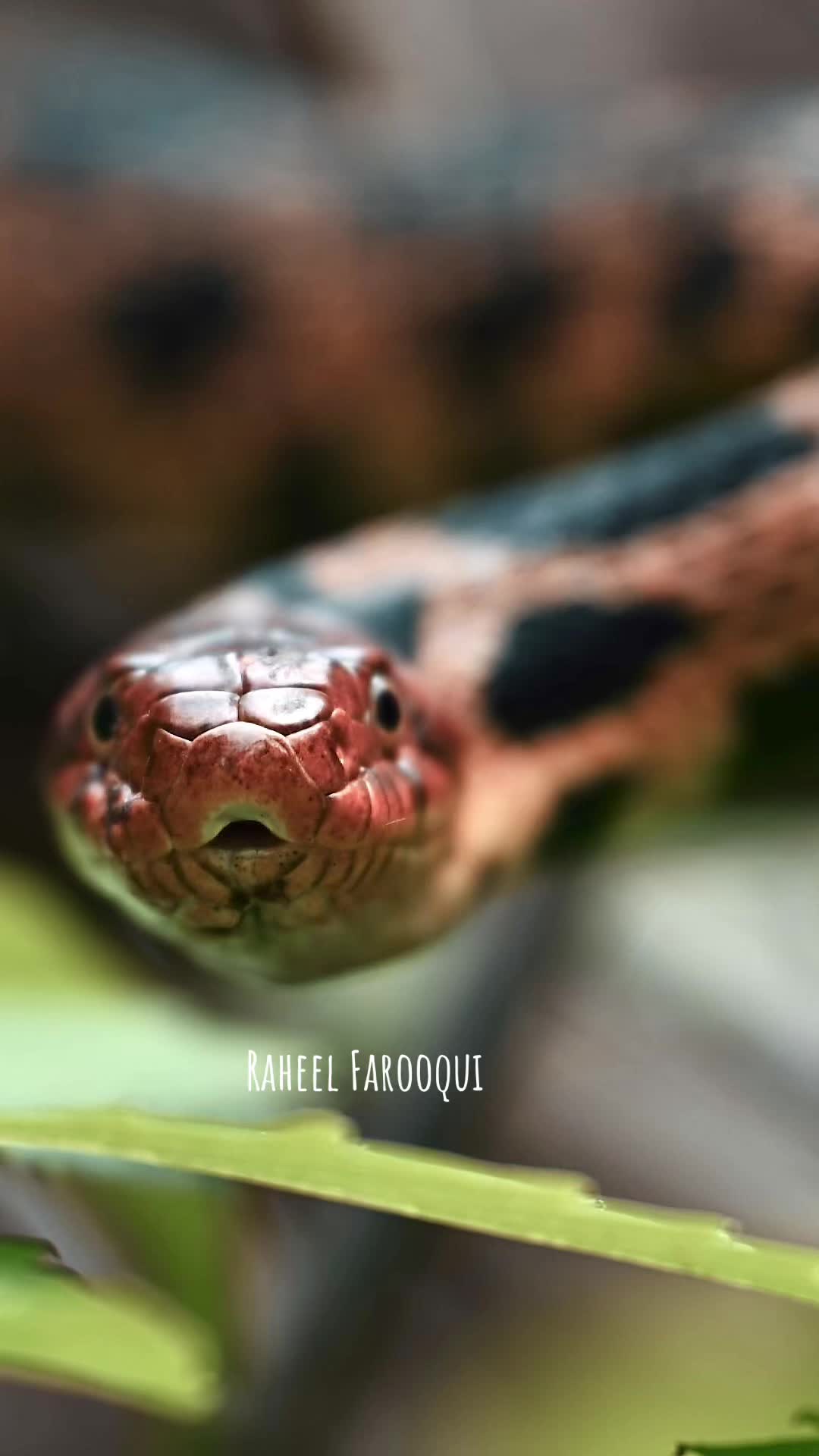 @Raheel Farooqui