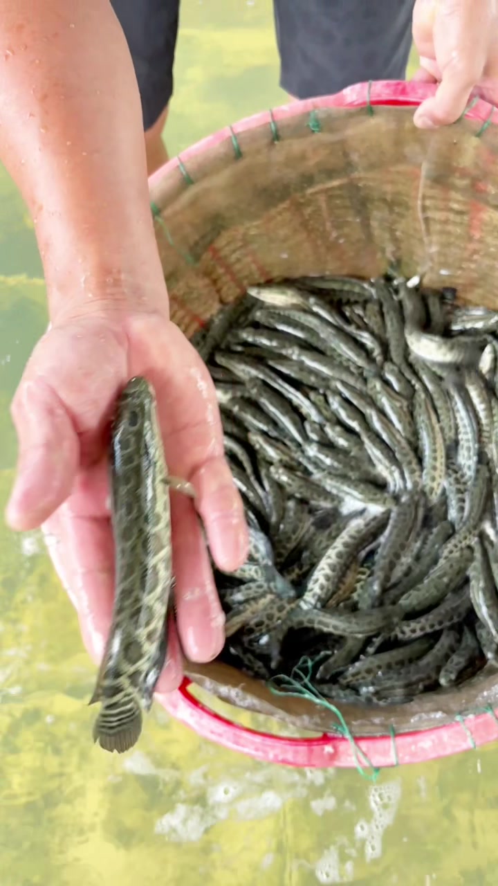 @Trại Cá Giống Quang Lâm