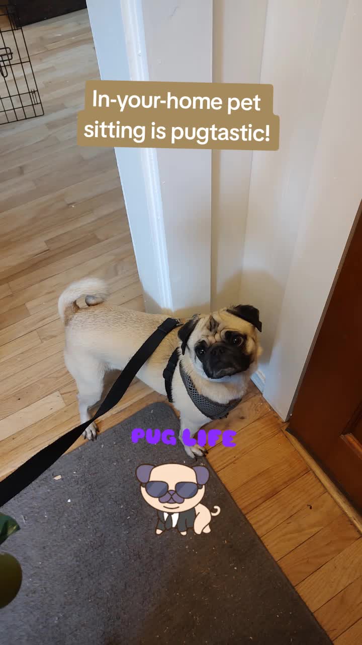 @TeachersPetSitting