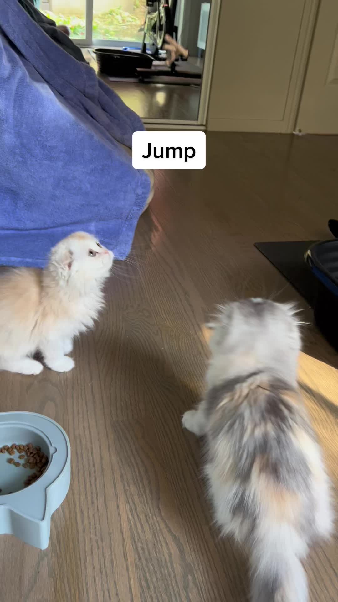 @Chester_and_Pepper