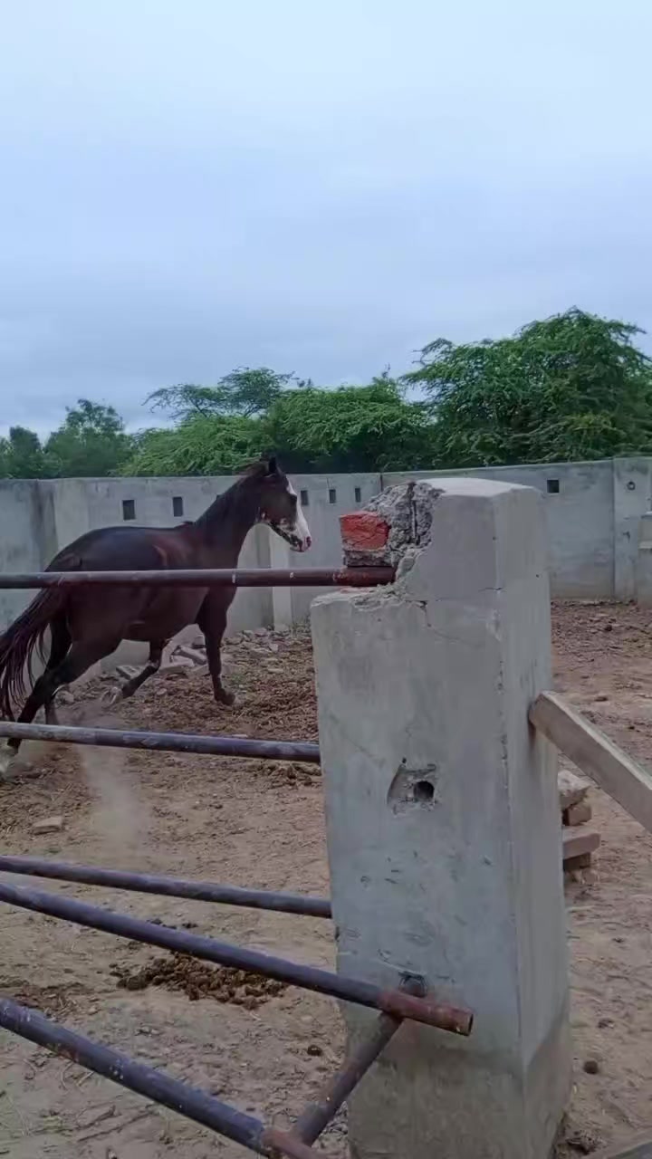 @@𝙂𝙍 𝙃𝙤𝙧𝙨𝙚 𝙁𝙖𝙧𝙢 🐴