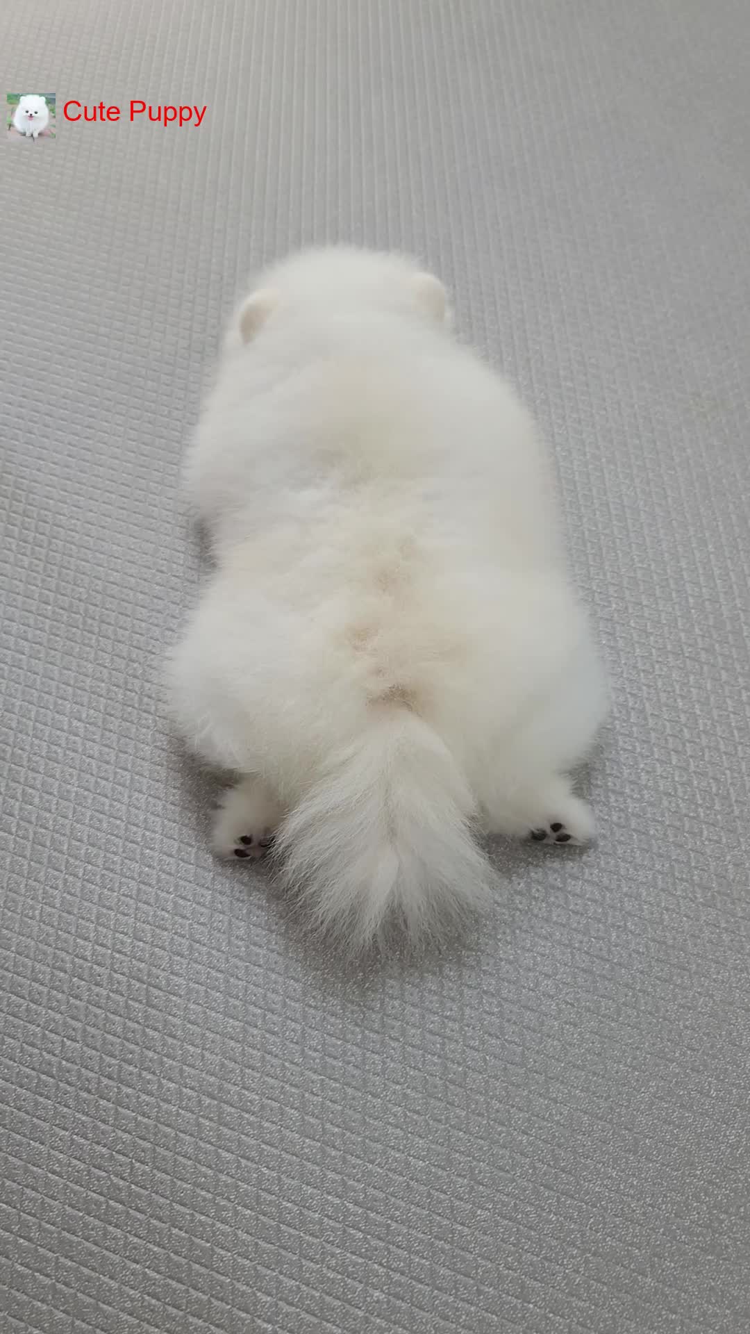 @Cute_Puppy_01