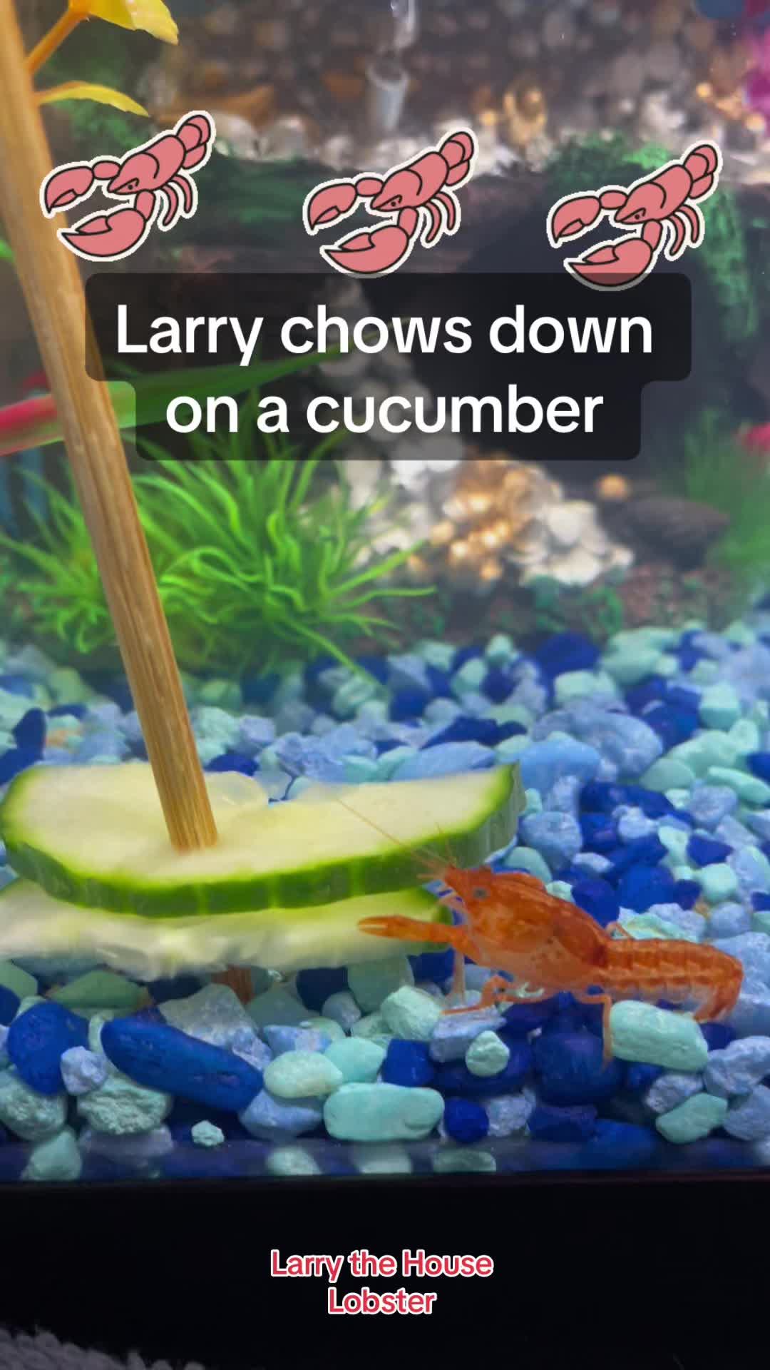 @Larry the House Lobster