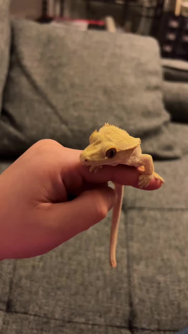 @d&m_reptile_adventure