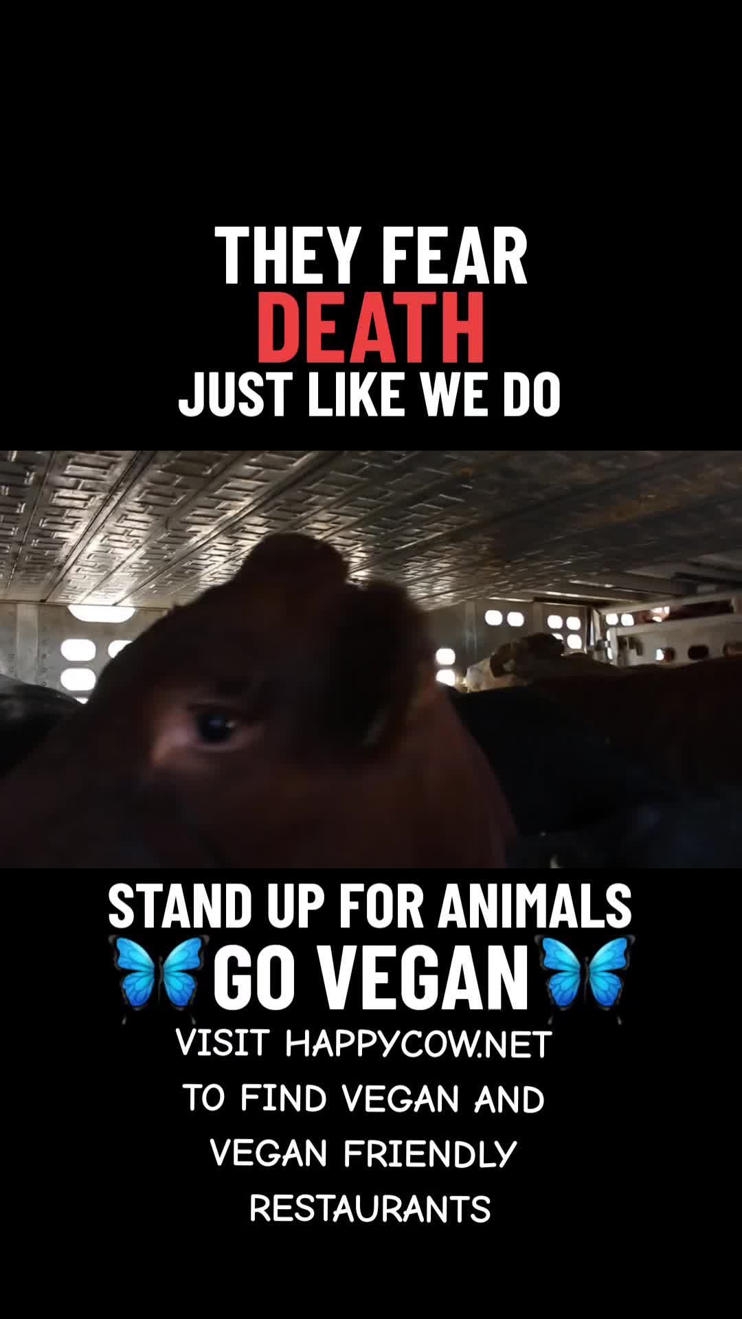 @veganssave