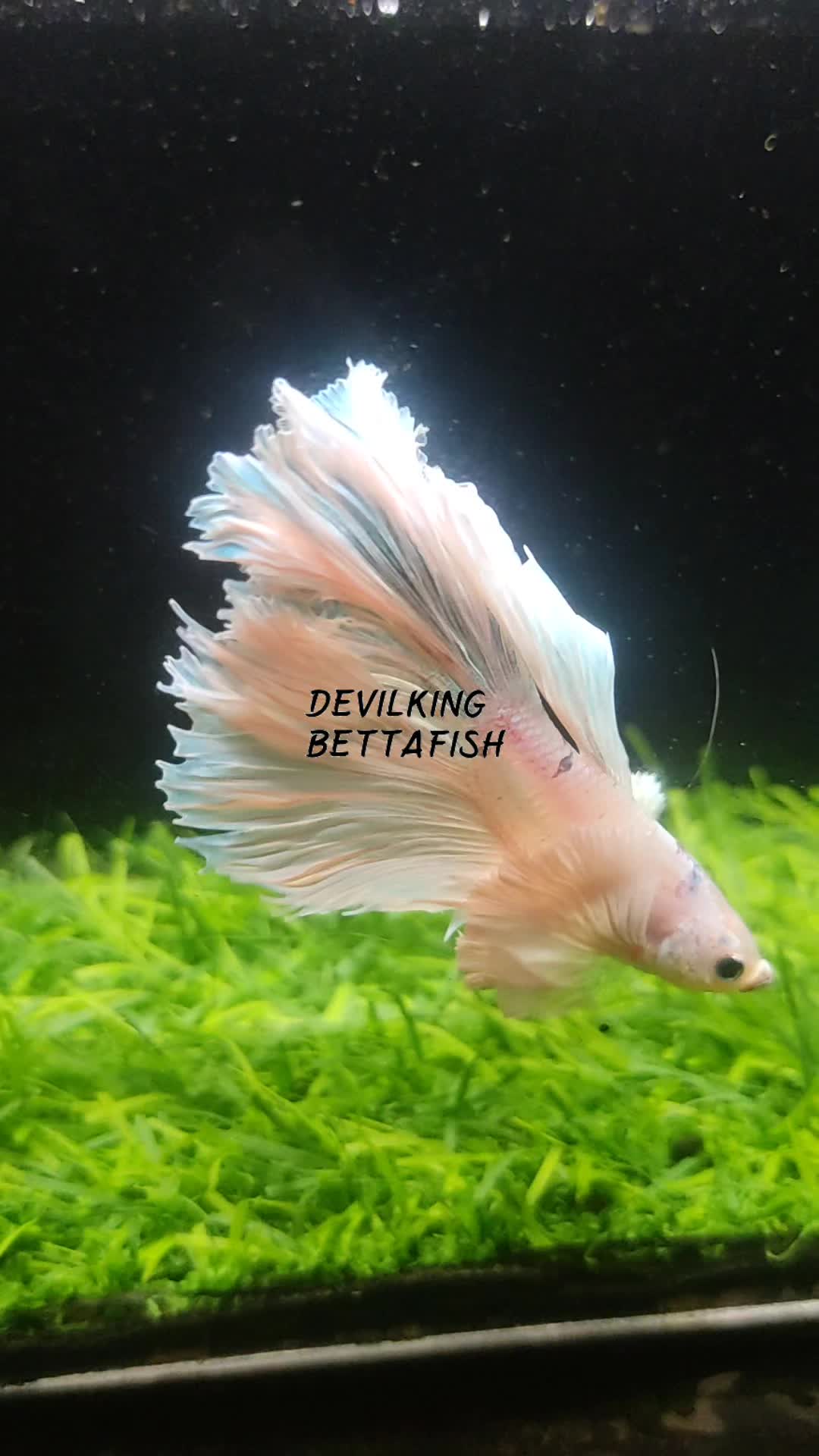 @DevilKing Store