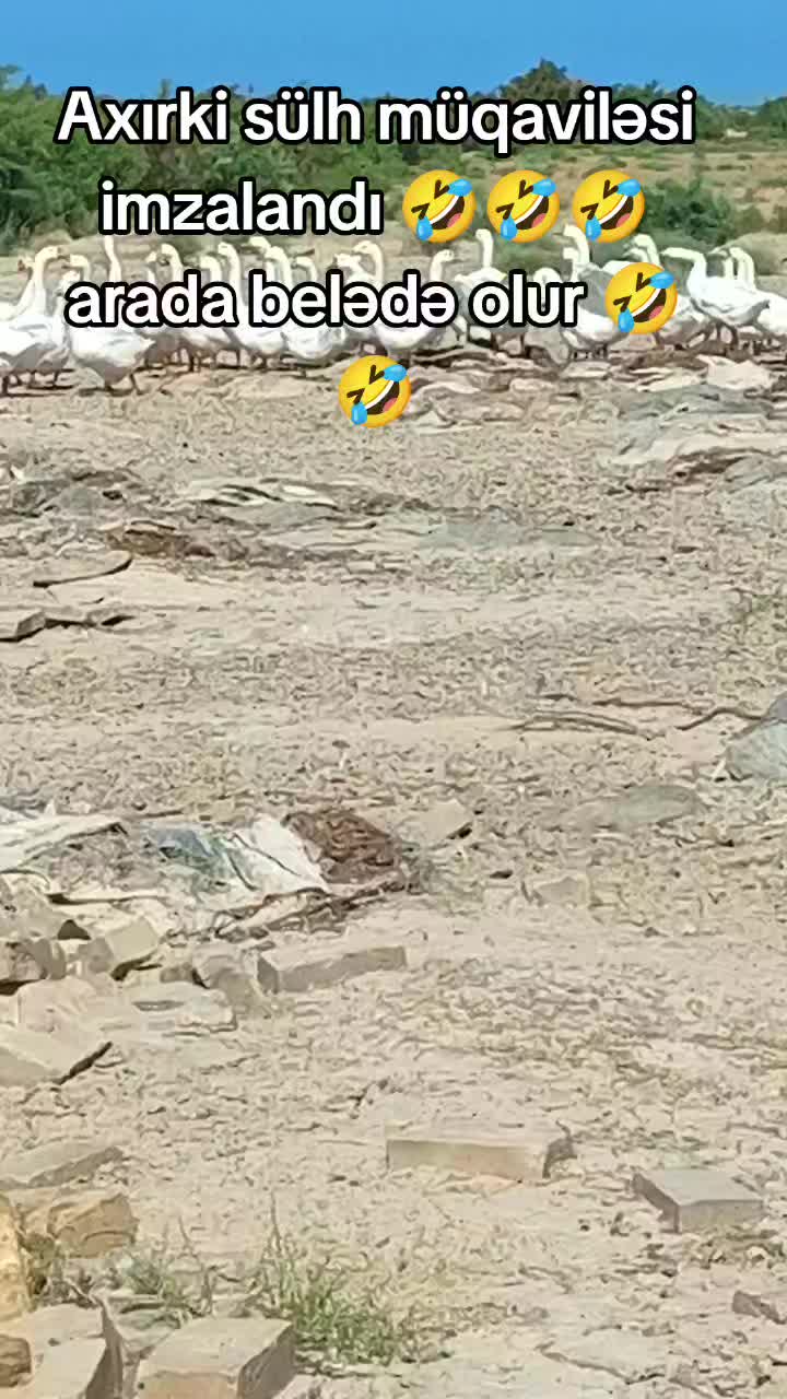 @Sahibsiz heyvanlara dəstək