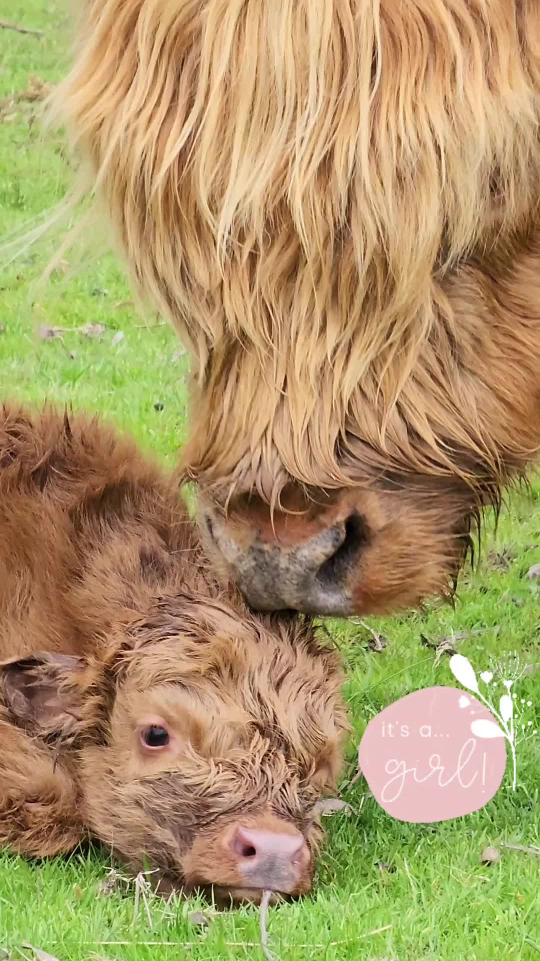 @TheillustratedDad