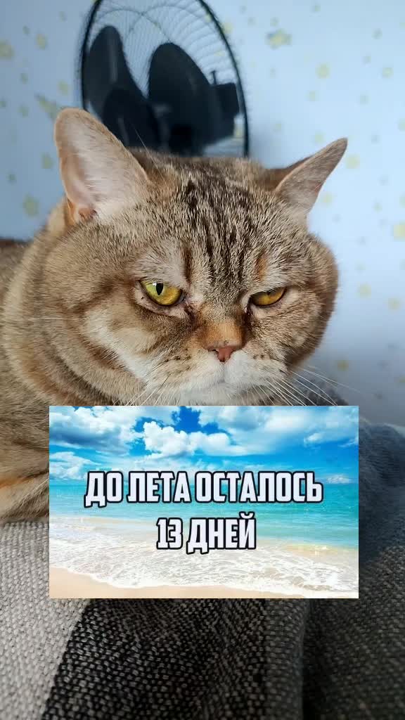 @꧁ꕥ𖠌😻𝓛𝓮𝓿&𝓔𝓶𝓶𝓪𓃠✪ꕥ꧂
