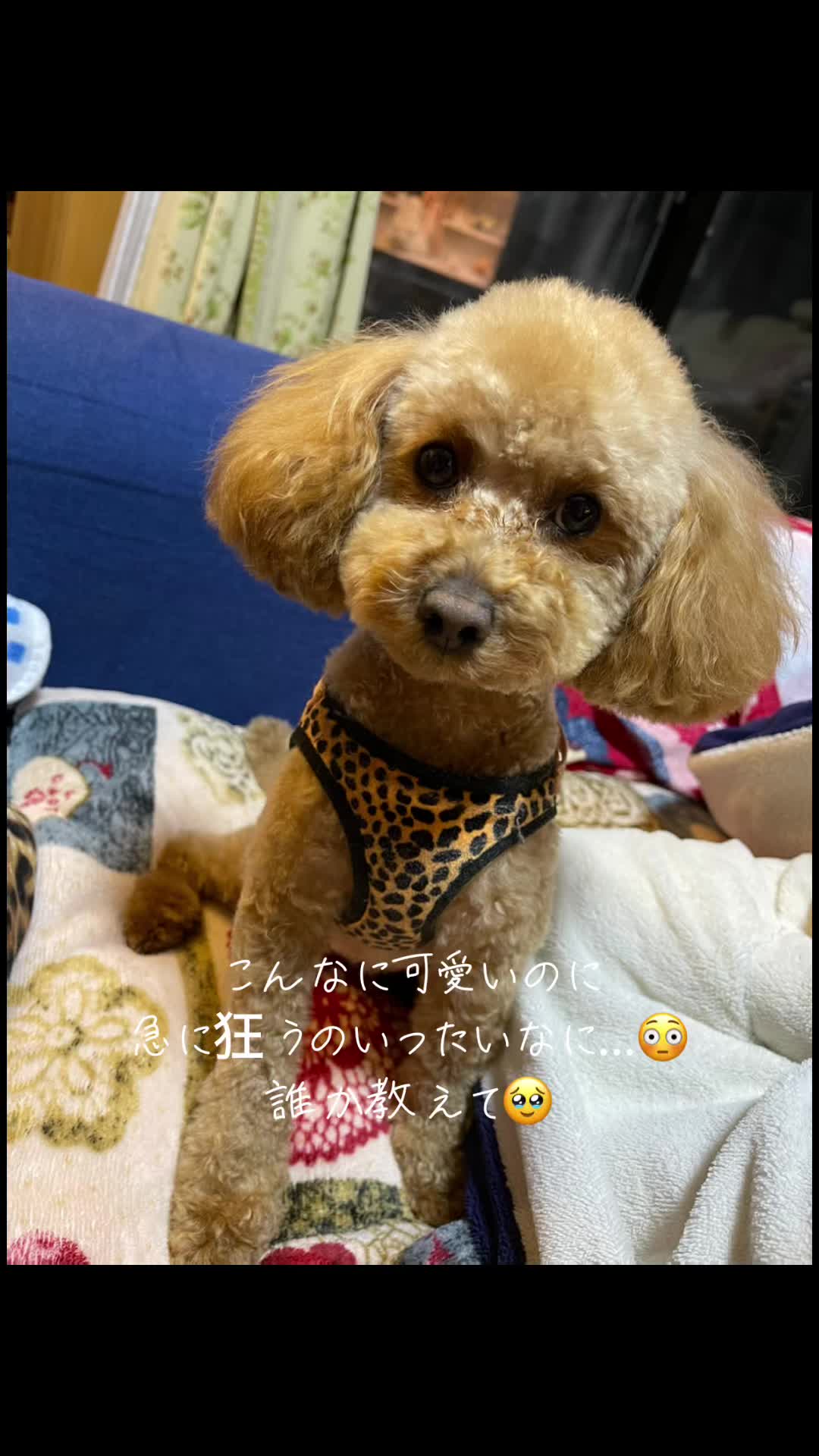@清水のこたほな