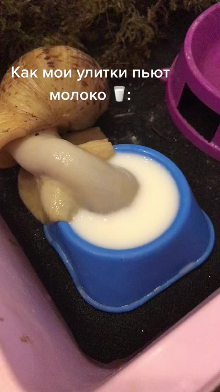 @Улиточки ахатины 🐌💕