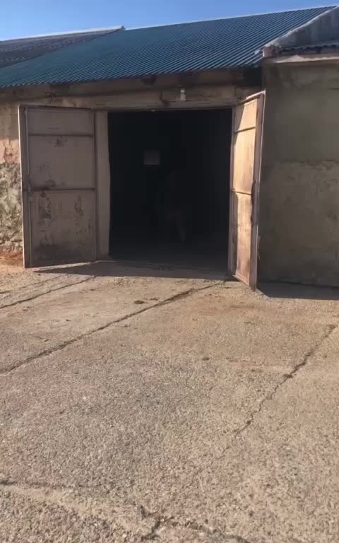 @tarki_horses05