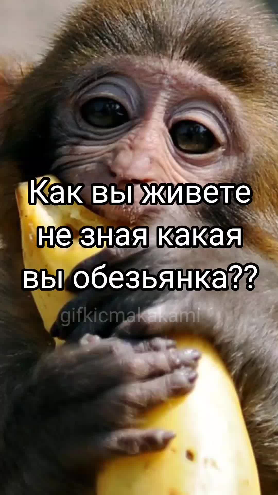 @GifkiCmakakami