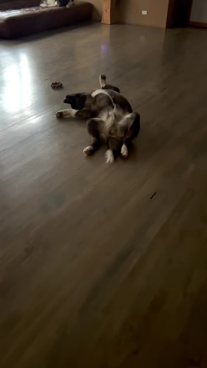 @Akitas.shiba.w