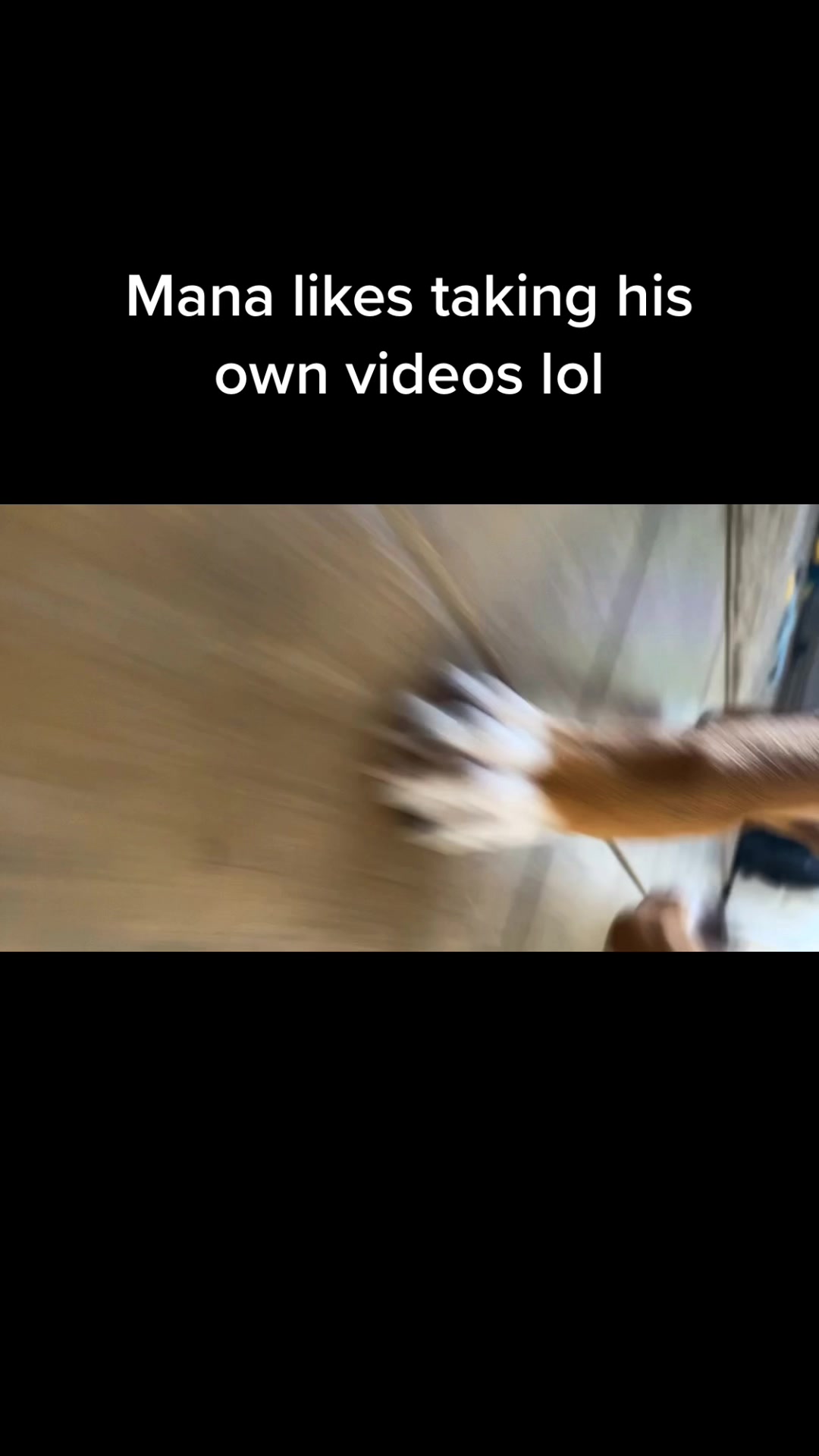 @shimmyzoo