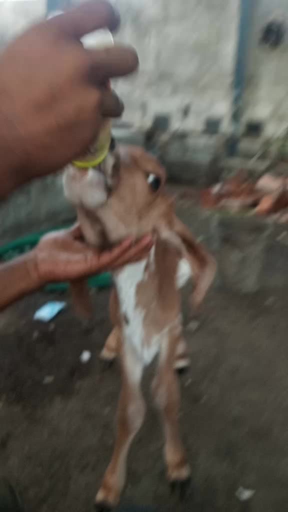 @Sajay Koli