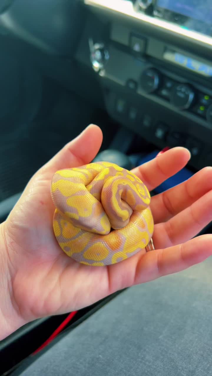 @d&m_reptile_adventure