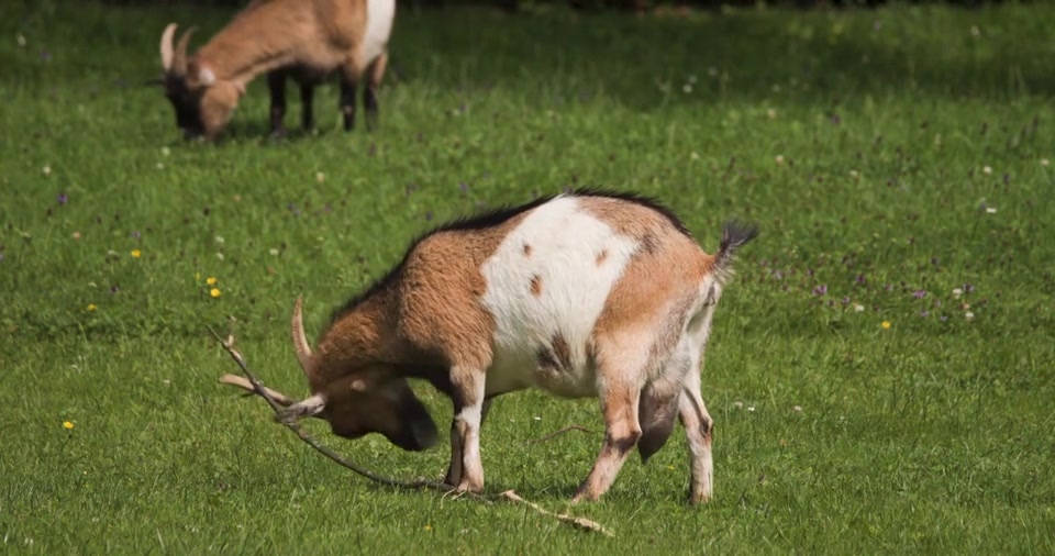 @Bakwan Animals
