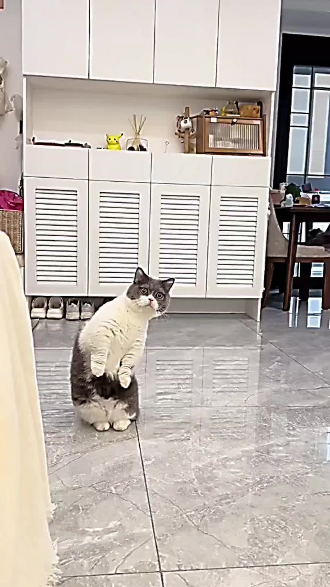@PET CAT DOG