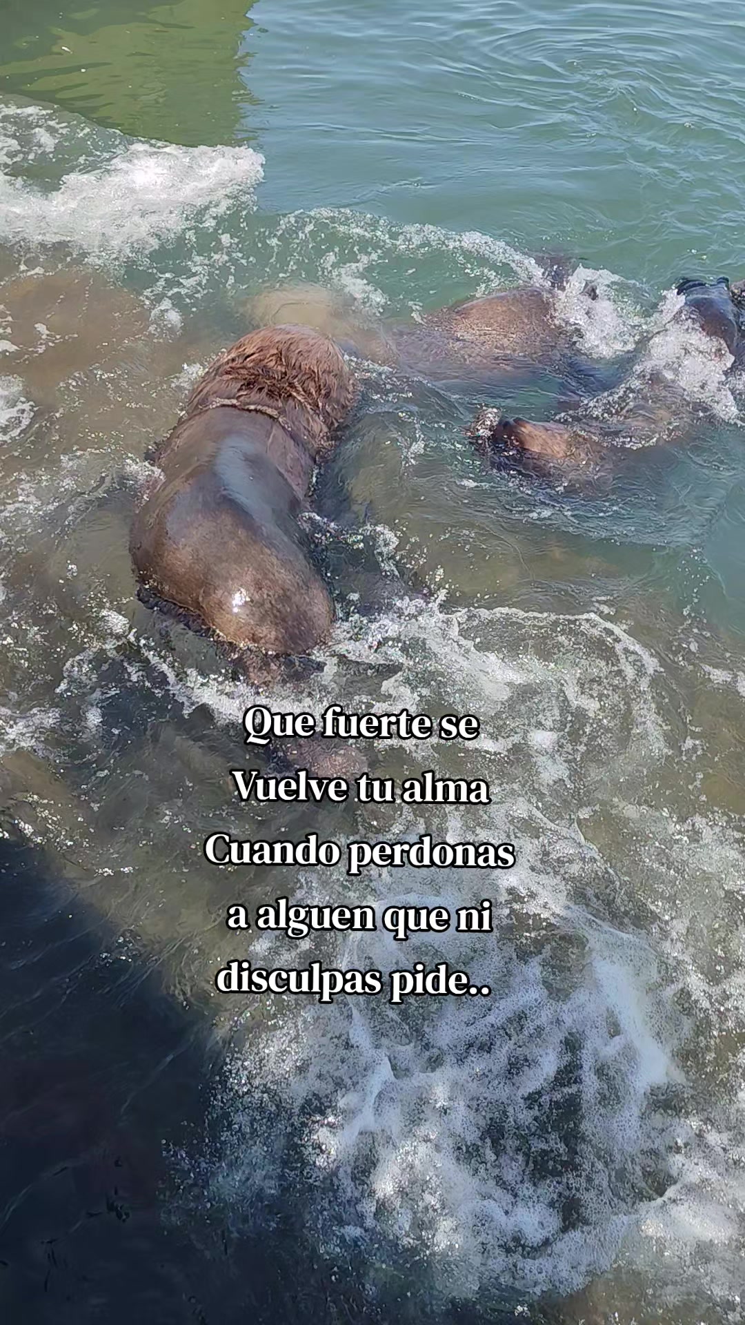 @🐦&zwj;🔥Yoanna Nirva 🦁